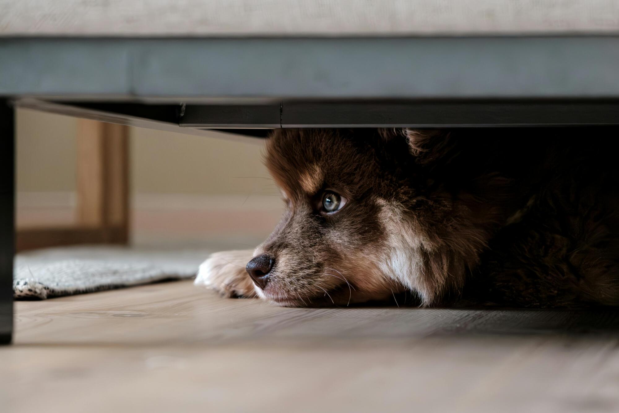 Handling Unauthorized Pet Lease Violations: A Landlord's Guide